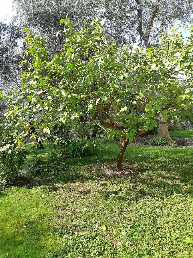 Apartmán Casa Vacanze Ester Brenzone sul Garda